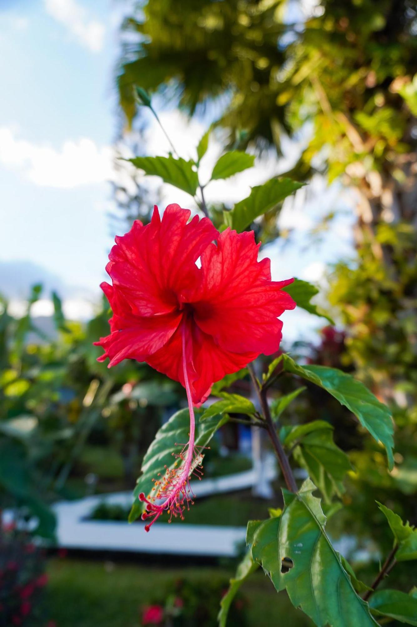 Sueno Rio Celeste Boutique B&B Bujagua Buitenkant foto