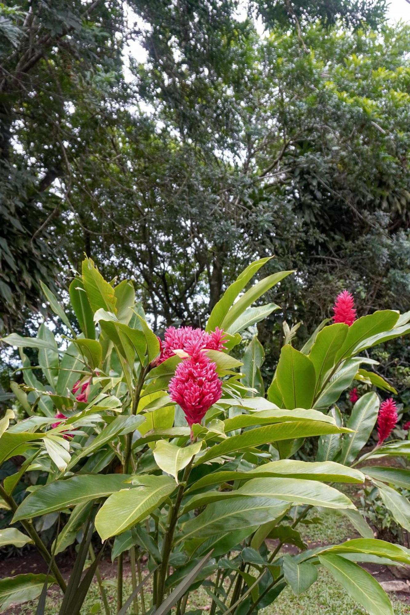 Sueno Rio Celeste Boutique B&B Bujagua Buitenkant foto